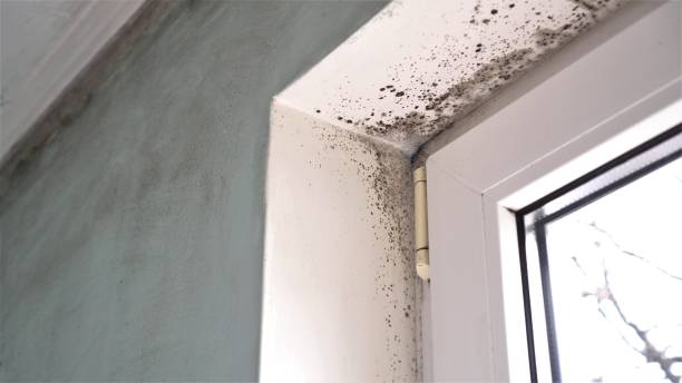 Best Mold Testing  in St Johns, MI