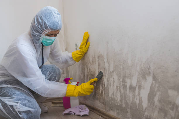 Best Black Mold Removal  in St Johns, MI