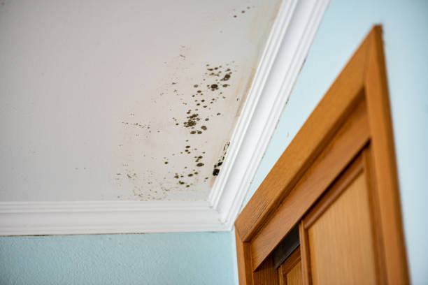 Certified Mold Removal in St Johns, MI