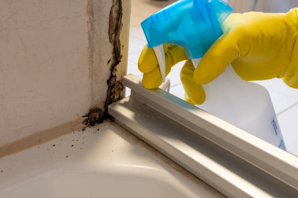 Office Mold Removal Services in St Johns, MI