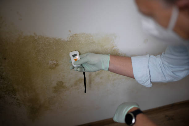 Home Mold Removal in St Johns, MI