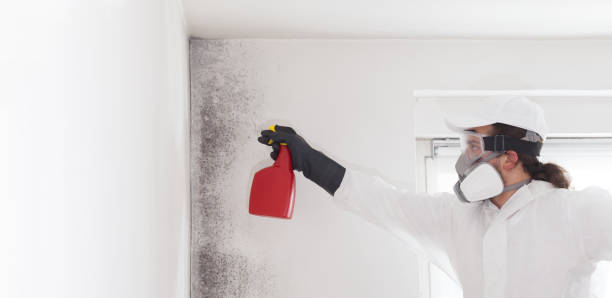 Professional Mold Removal in St Johns, MI