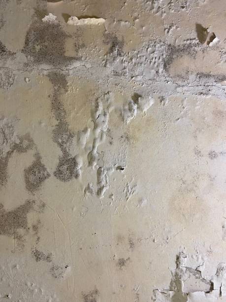 Best Best Mold Removal Companies  in St Johns, MI
