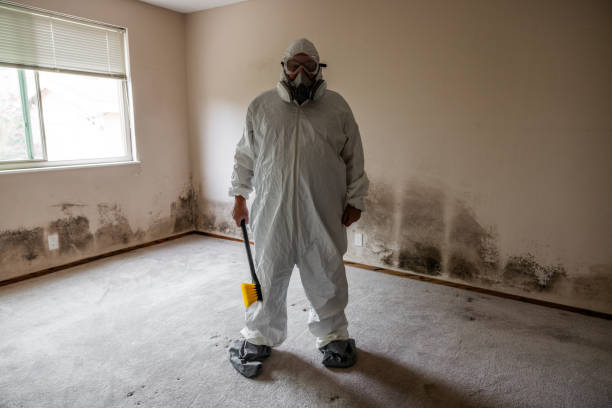 Attic Mold Removal in St Johns, MI