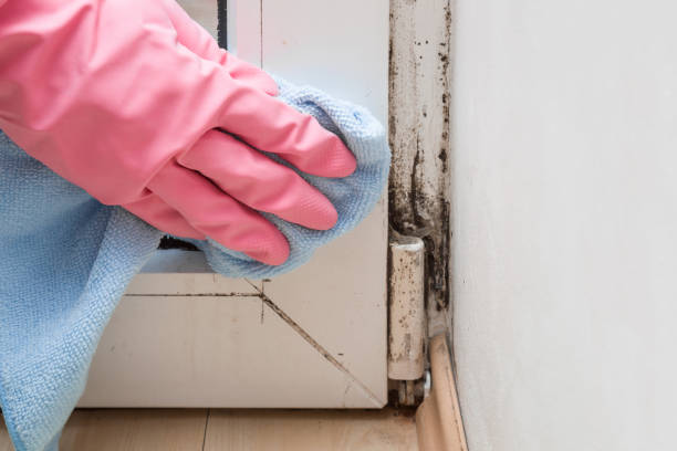 Best Emergency Mold Removal  in St Johns, MI