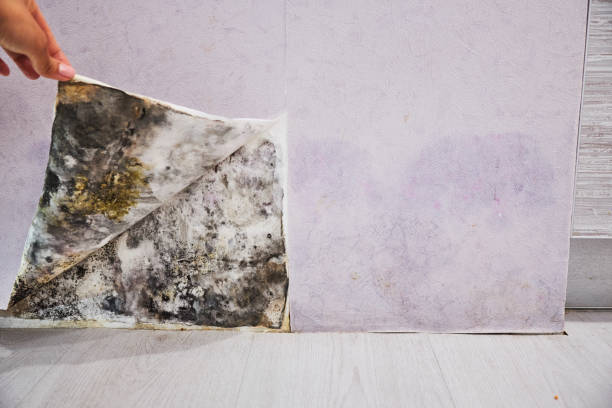Best Fast Mold Removal  in St Johns, MI